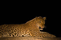 Leopard at night von Johan Elzenga