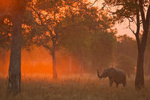 Elephant at sunset von Johan Elzenga