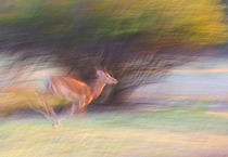 Running impala by Johan Elzenga