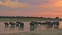 Elephants crossing a river at dusk by Johan Elzenga