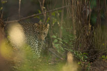Leopard in the undergrowth von Johan Elzenga