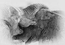 Elephant fight in black & white by Johan Elzenga