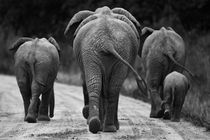 Elephants in black & white