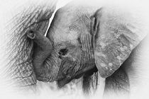 Elephant Calf in Black & White by Johan Elzenga