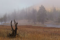 Yellowstone at dawn by Johan Elzenga