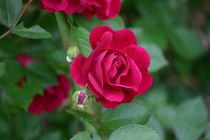 Red Rose by Robert E. Alter / Reflections of Infinity, LLC
