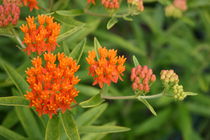 Butterfly Weed From Bud to Flower von Robert E. Alter / Reflections of Infinity, LLC