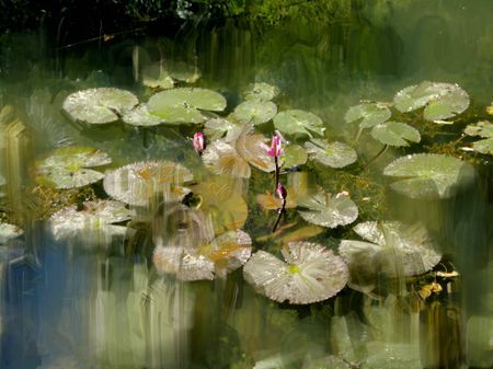 Lotus-pond