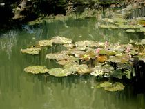 Lotus Pond 2 von Usha Shantharam