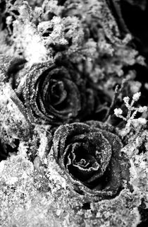 Frozen Roses by Amos Edana
