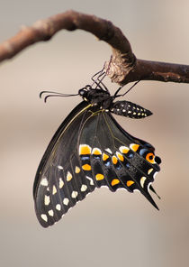 Pre-Flight Black Swallowtail von Robert E. Alter / Reflections of Infinity, LLC