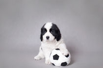 Little Landseer puppy with soccer ball portrait by Waldek Dabrowski