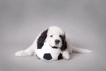 Little Landseer puppy with soccer ball portrait von Waldek Dabrowski