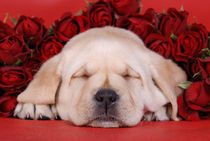 Sleeping Labrador puppy with roses by Waldek Dabrowski