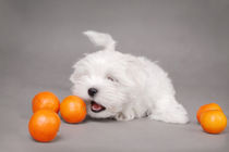 Little maltese dog puppy with oranges von Waldek Dabrowski