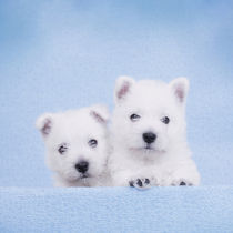 West Highland White Terrier puppies by Waldek Dabrowski