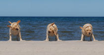 Three Labradors retriever on the beach by Waldek Dabrowski
