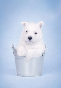 West Highland White Terrier puppy in the bucket by Waldek Dabrowski