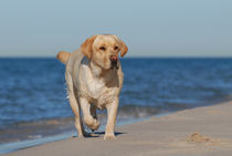 Dog on the beach by Waldek Dabrowski