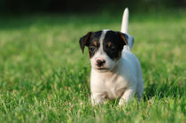 Jack Russell Terrier puppy by Waldek Dabrowski