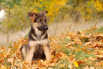 German shepherd dog puppy by Waldek Dabrowski