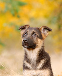 German shepherd dog puppy by Waldek Dabrowski