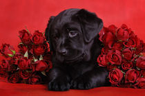Labrador puppy with red roses by Waldek Dabrowski
