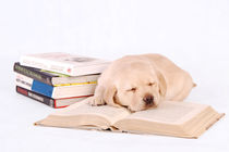 Sleeping labrador puppy with books by Waldek Dabrowski