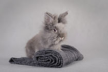 Rabbit at grey background by Waldek Dabrowski