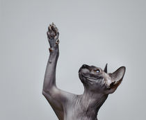 Canadian sphynx cat by Waldek Dabrowski