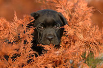 Autumn puppy by Waldek Dabrowski