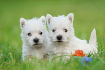 Two West highland white terrier puppies portrait by Waldek Dabrowski