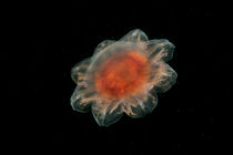 Lion's mane jellyfish by Konstantin Novikov