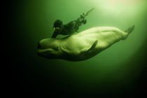 Freediver and white whale  by Konstantin Novikov