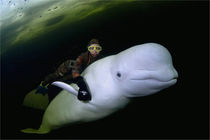 Freediver and white whale under the ice von Konstantin Novikov