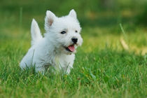 West highland white terrier puppy portrait by Waldek Dabrowski