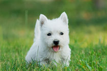 Puppy West highland white terrier von Waldek Dabrowski