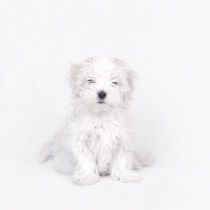 Maltese dog puppy  by Waldek Dabrowski