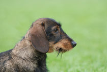 Wire-haired dachshund dog  by Waldek Dabrowski