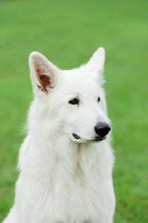 White Swiss Shepherd Dog von Waldek Dabrowski