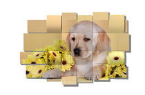Labrador puppy and flowers mesh by Waldek Dabrowski