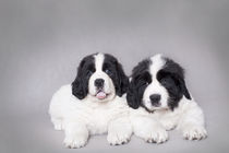 Two little Landseer puppies portrait by Waldek Dabrowski
