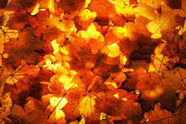 Autumn leaves by Waldek Dabrowski