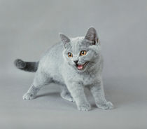 British shorthair kitten by Waldek Dabrowski