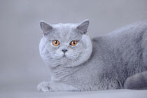 British shorthair cat by Waldek Dabrowski