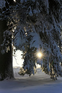 Wald im Winter von Wolfgang Dufner