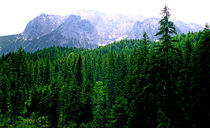 Alpine Forest Bavaria Germany by Kevin W.  Smith