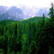 44-alps-forest-06190610