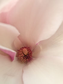 Magnolia by Shannon Workman