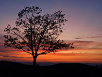 Shenandoah Sunset von Shannon Workman
